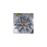 Mangave 'Silver Fox'