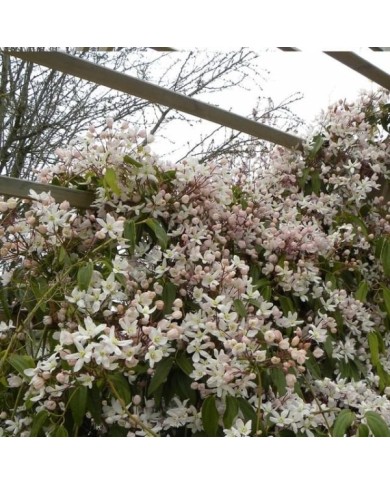 Clématite armandii 'Apple Blossom'