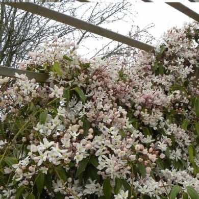 Clématite armandii 'Apple Blossom'