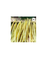 Haricot à rame beurre Monte Gusto