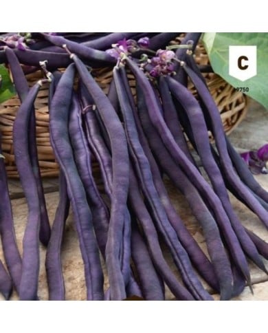 Haricot à rame mangetout violet Blauhilde