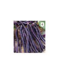 Haricot à rame mangetout violet Blauhilde
