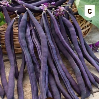 Haricot à rame mangetout violet Blauhilde