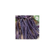 Haricot à rame mangetout violet Blauhilde