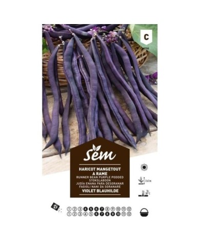 Haricot à rame mangetout violet Blauhilde (sachet)