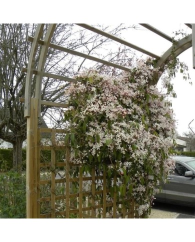 Clématite armandii 'Apple Blossom'