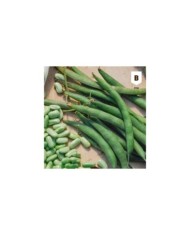 Haricot flageolet Chevrier vert