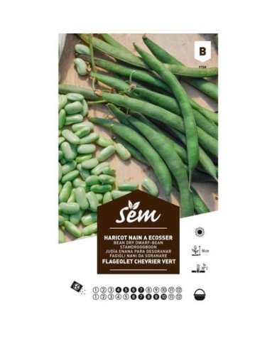Haricot flageolet Chevrier vert (sachet)