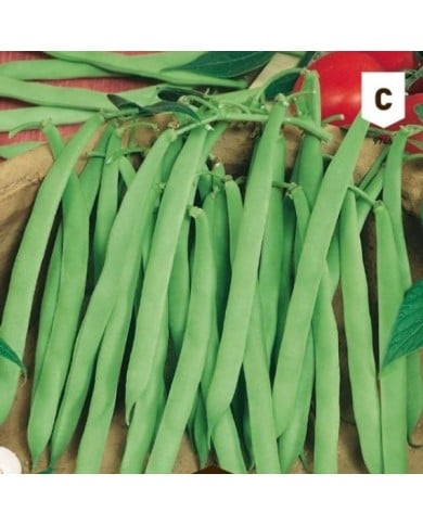 Haricot mangetout à rames Phénomène
