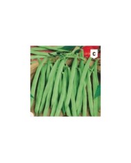 Haricot mangetout à rames Phénomène
