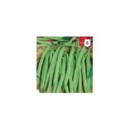 Haricot mangetout à rames Phénomène