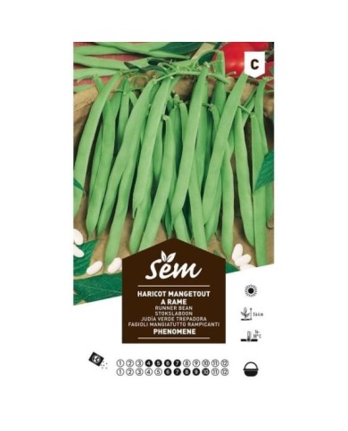 Haricot mangetout à rames Phénomène (sachet)