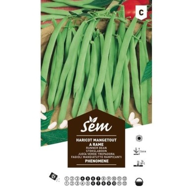 Haricot mangetout à rames Phénomène (sachet)