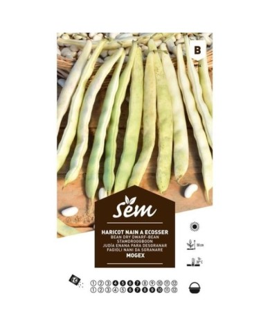 Haricot nain à écosser Mogex (sachet)