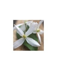 Clématite armandii Enham Star