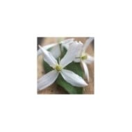 Clématite armandii Enham Star