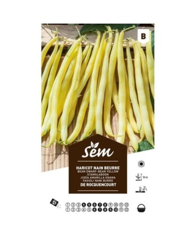 Haricot nain beurre Rocquencourt (sachet)