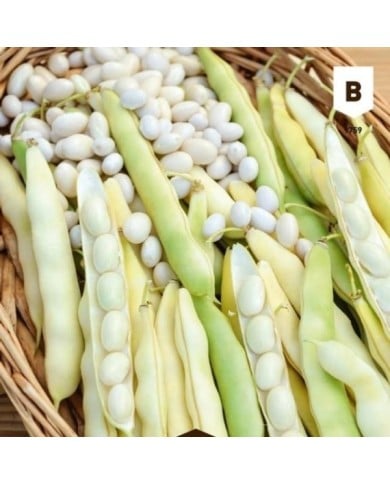 Haricot nain Coco blanc précoce