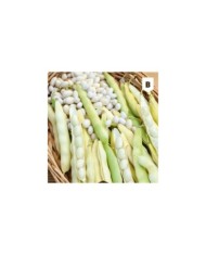 Haricot nain Coco blanc précoce