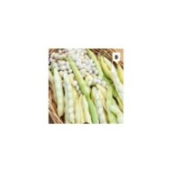 Haricot nain Coco blanc précoce