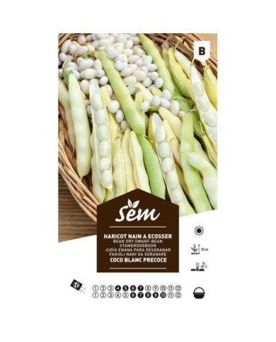Haricot nain Coco blanc précoce (sachet)