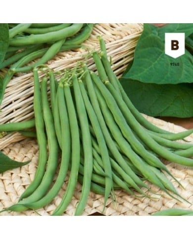 Haricot nain fin de Bagnols