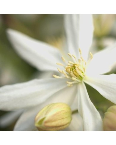 Clématite armandii Enham Star