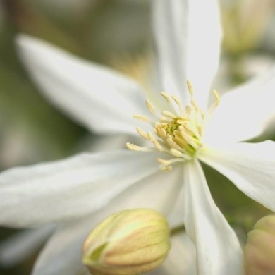 Clématite armandii Enham Star