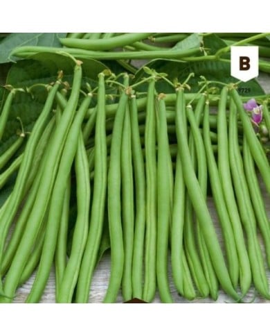 Haricot nain mangetout Rugally