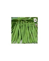 Haricot nain mangetout Rugally