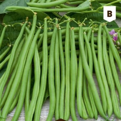 Haricot nain mangetout Rugally