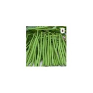 Haricot nain mangetout Rugally
