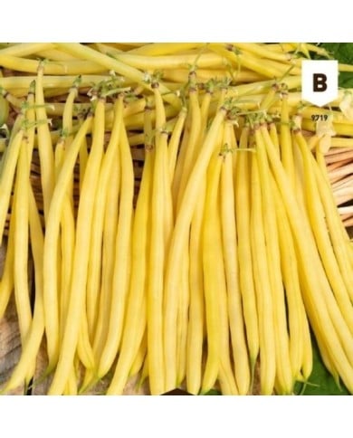 Haricot nain Roi des Beurres