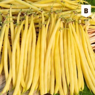 Haricot nain Roi des Beurres