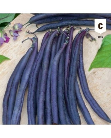 Haricot nain violet Améthyst