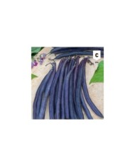 Haricot nain violet Améthyst