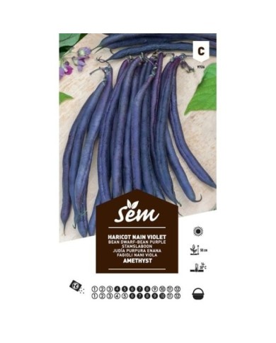 Haricot nain violet Améthyst (sachet)