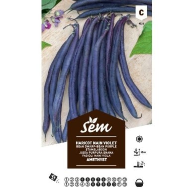 Haricot nain violet Améthyst (sachet)