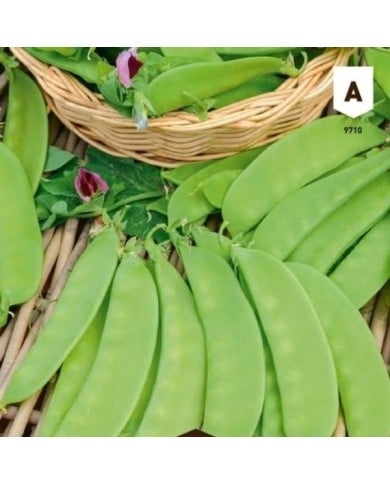 Pois mangetout Carouby