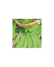 Pois mangetout Carouby