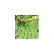 Pois mangetout Carouby