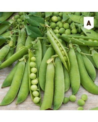 Pois nain à grain Merveille de Kelvedon