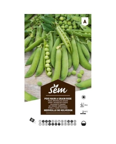 Pois nain à grain Merveille de Kelvedon (sachet)