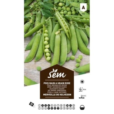 Pois nain à grain Merveille de Kelvedon (sachet)