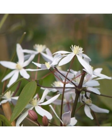 Clématite armandii Little White Charm