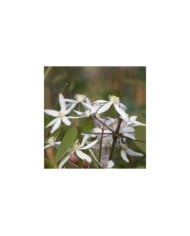 Clématite armandii Little White Charm