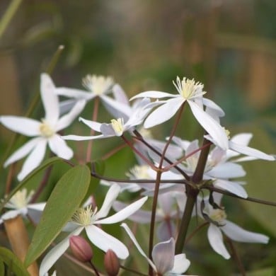 Clématite armandii Little White Charm