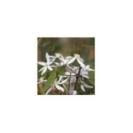 Clématite armandii Little White Charm