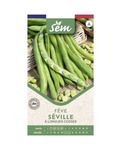 Fève Séville à longues cosses