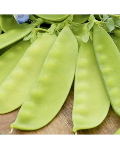 Pois Bamby mangetout